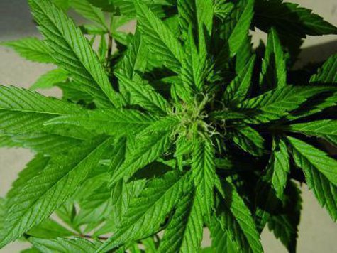 Исследователи создали новый сорт марихуаны, обладающий обезболивающим эффектом, но не вызывающим наркотического опьянения