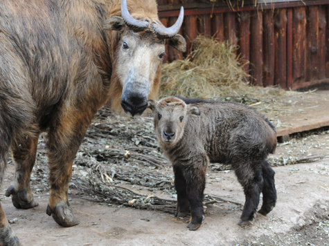 Настоящая сенсация случилась на днях в Московском зоопарке — впервые в России здесь родился детеныш сычуаньского такина!