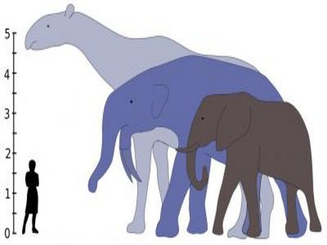 Дело динозавров продолжили гигантские млекопитающие, утверждают ученые.