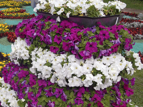 С адресами земельных участков, на которых раскинутся в центре Москвы «народные парки», определились столичные власти