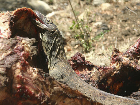 Пожилая жительница Индонезии сразилась с вараном

