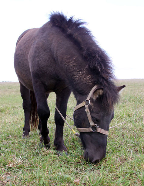 Лошади и пони, на которых катали детей в заказнике «Тропаревский» на западе Москвы, оказались больны лептоспирозом