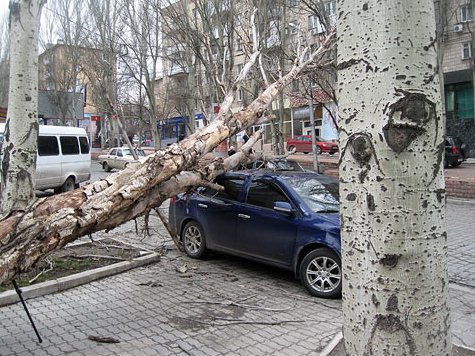 Отвечать за сломанную ветвь пришлось ГУ Москвы “Управление жилищно-дорожного хозяйства СЗАО”