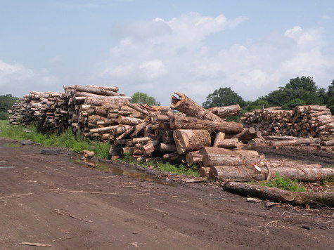 Лесопользователи и силовики сообща дают отпор «черным лесорубам» северных районов Приморья
