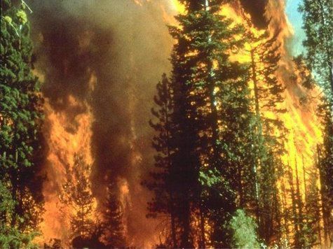 Теперь за гуляния в лесу в пожароопасный период на жителей РФ будут накладывать серьезные штрафы