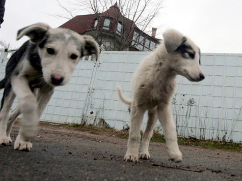 Зоозащитники протестовали у Госдумы вместе со своими питомцами