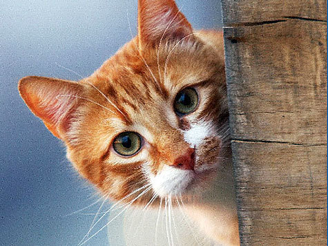 Необычную услугу — аренду кошки на новоселье — предложили жителям города Новосибирска сотрудники местного торгового центра