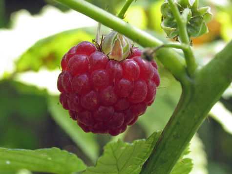 Всего в Россию поставили 17 тонн зараженной ротовирусом ягоды