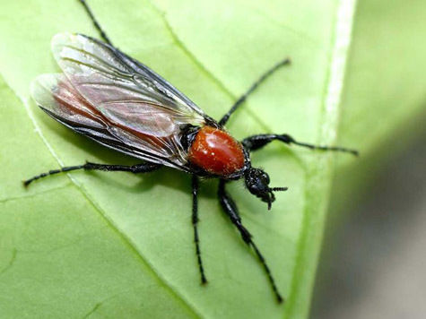 Нашествие насекомых, которое уже несколько дней наблюдают горожане в разных районах московского региона, закончится в начале июня