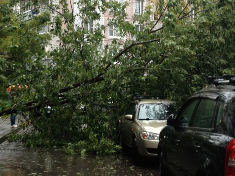 Прибывшие на место трагедии на Варшавском шоссе коммунальщики установили, что корни подмыло дождями и поэтому под порывом ветра ствол не устоял

