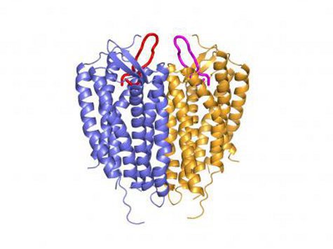 Открытие белковой структуры, которая может помочь в борьбе с раком и ВИЧ (СПИД)