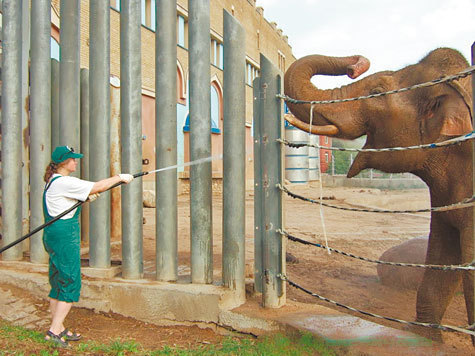 Новый способ, призванный помочь слонам в Московском зоопарке без стресса пережить жару, придумали специалисты.
