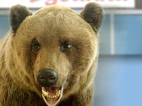 Прогноз погоды на ближайшую зиму дала медведица Бусинка из Челябинского зоопарка, предсказавшая холода