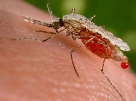 Личинки комаров, которые могут быть переносчиками малярии, обнаружили на днях эпидемиологи в двух зонах купания в Москве