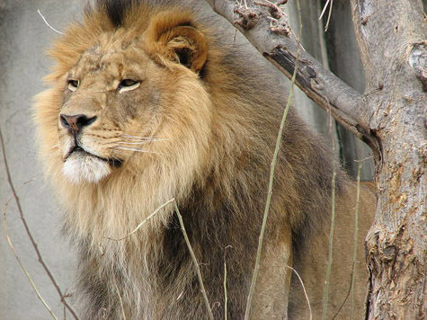 Лев в Московском зоопарке не торопится обживать свои новые владения