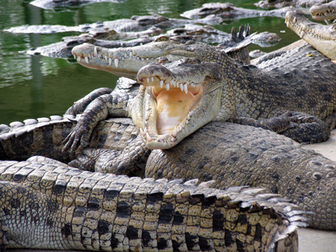 Контрабандных крокодилов обнаружили в одном из кафе столицы в ходе проверки сотрудники Департамента природопользования