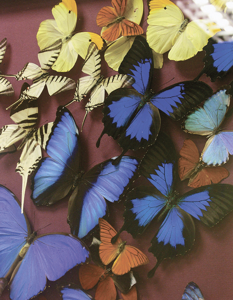 Бабочки — праздник для души. Но также солидный доход