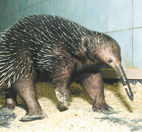 Единственный в Европе самец волосатой проехидны, живший в неволе в Московском зоопарке, на днях скончался от хронической болезни