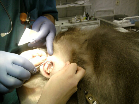 В кресле стоматолога оказалась... обезьяна