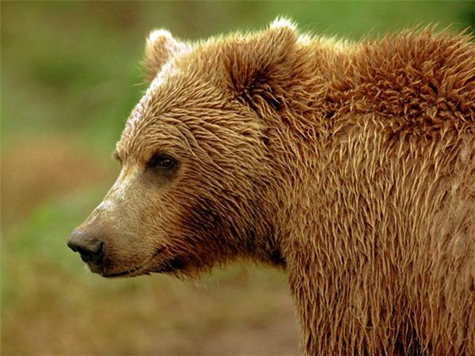 День икс наступил сегодня для медведей Московского зоопарка