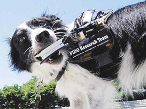 Система позволит служебным собакам связываться с человеком и передавать ему сообщения