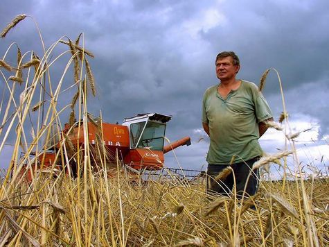 В Ростовской области уборка ранних зерновых и зернобобовых культур миновала свой «экватор». 