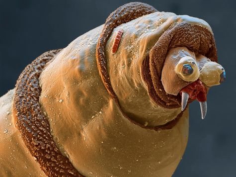 С продовольственным кризисом личинки справятся, полагают ученые