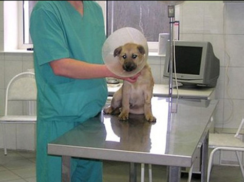 В Москве стартовала массовая кампания по иммунопрофилактике домашних животных