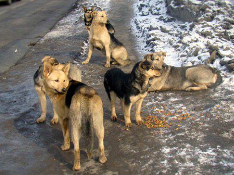 В Иркутске началась стихийная и бесчеловечная травля бездомных псов