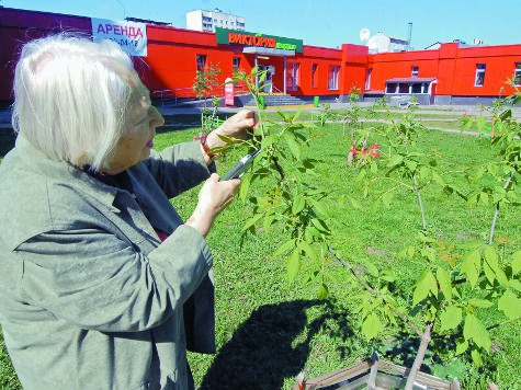 “Актуальные” парковки лишают москвичей последней зелени