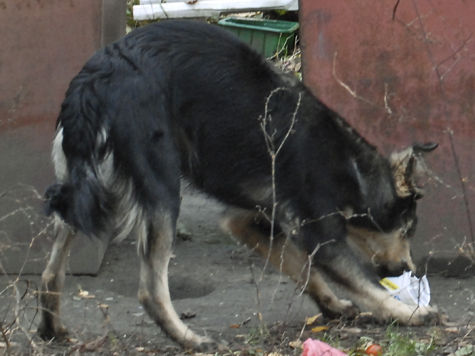 Жертвами догхантеров, по всей вероятности, стали более десяти собак, которые жили на территории МГУ им. Ломоносова