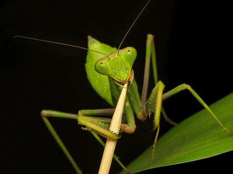 Ранее эти насекомые никогда не встречались в Московском регионе