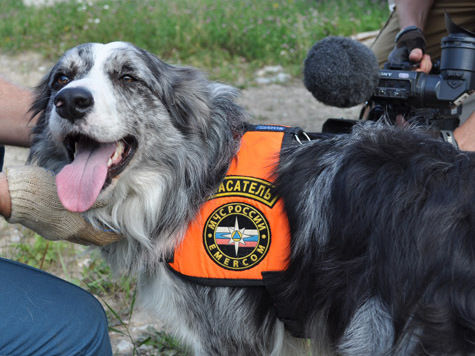 «МК» узнал, как работают и чем живут уникальные собаки-спасатели МЧС