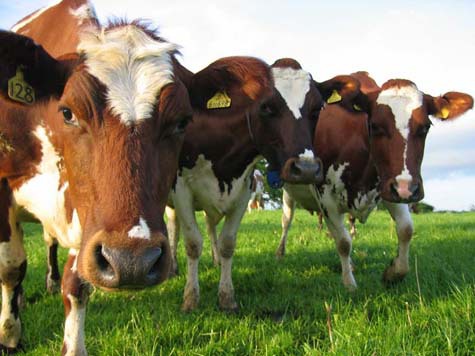 В числе приоритетов развития АПК в Тюменской области на 2011 год названо мясное животноводство