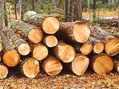 Как живой лес перелопачивают в «деревянные»