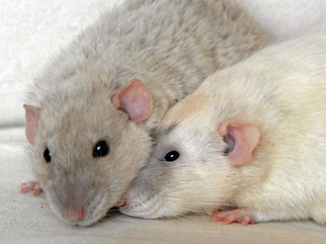 Две крысы обнимаются фото
