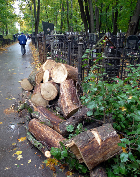 Трагедия на Ваганьковском кладбище показала: городские коммунальщики следят за деревьями по остаточному принципу