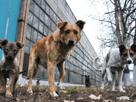 В Барнауле разворачивается полномасштабная война против бродячих собак
