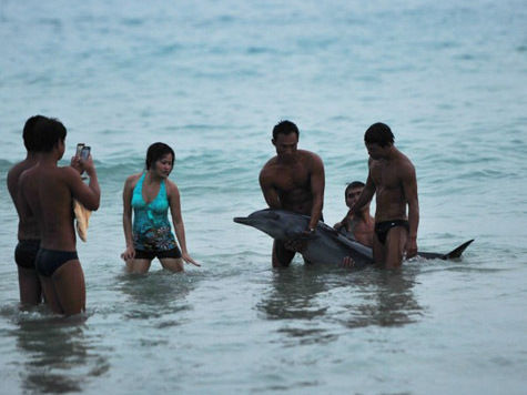 Посетители пляжа на острове Хайнань фотографировались с истекающим кровью дельфином, пока он не умер, вместо того, чтобы оказать ему помощь

