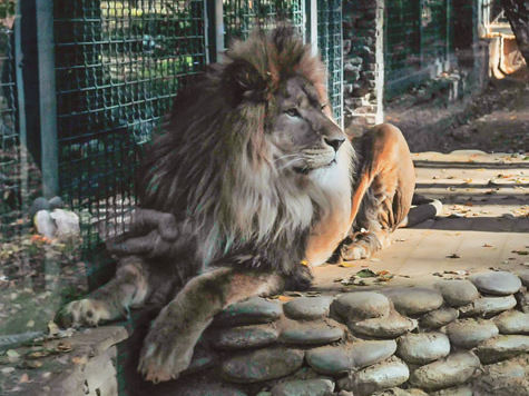 В Истринском отделении полиции подтвердили, что дача со львом им известна