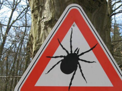 Кровососущие насекомые могут напасть не только в лесу, но и на даче