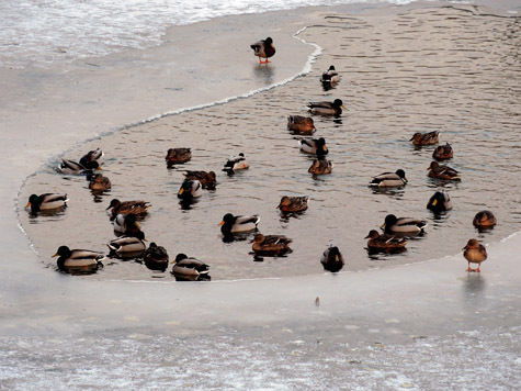 Жить утки будут в специальных водоплавающих домиках