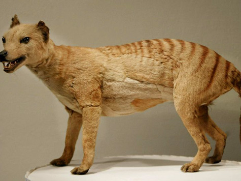 Ученые реабилитировали истребленного хищника