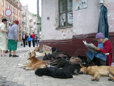В Москве готовится к принятию очень жесткий регламент содержания животных