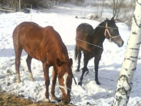 Владельцы сожженных лошадей обвиняют ветеринаров в жестокости