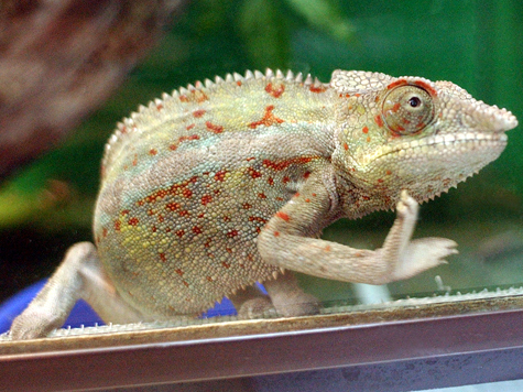Выставка рептилий, посвященная текущему году Дракона, открылась в столичном зоосаде