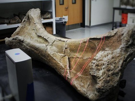 Технологии в палеонтологии не изменялись приблизительно 150 лет, говорят ученые