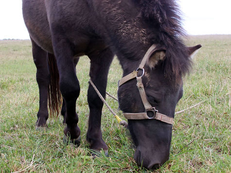 Кататься на лошадях запретят в нескольких поселениях на территории Новой Москвы