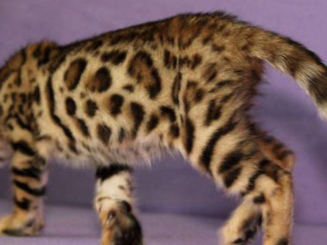 Вместе с ним злоумышленники вынесли дорогие часы и запонки