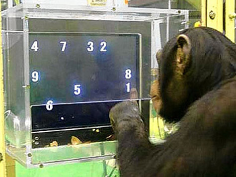 Очень умное шимпанзе из Японии обыгрывает любого человека в игре на запоминание чисел